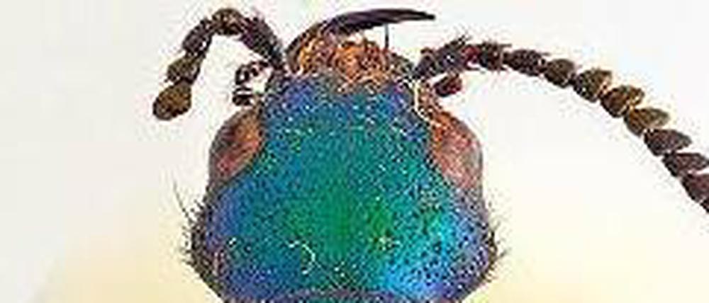 Ehrung für den Evolutionsforscher Darwins Käfer bekommt einen Namen