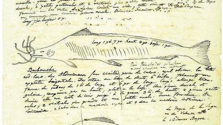 Von Alexander von Humboldt gezeichnete Flussfische aus dem Orinoco.