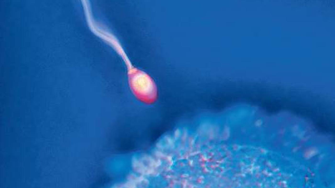 Künstlich erzeugte Samenzellen Spermien aus der Retorte