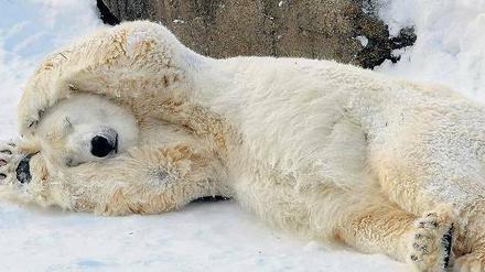 Rund und gesund. Eisbären haben einen Körperfettanteil von bis zu 50 Prozent. 