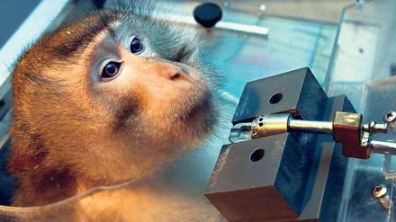 Versuchstier. Affen werden unter anderem in Experimenten verwendet, bei denen es darum geht, die Signalverarbeitung im Gehirn aufzuklären. Dieses Tier wurde in Magedeburg fotografiert.