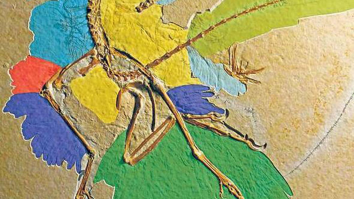 Archaeopteryx Urform allen Federviehs