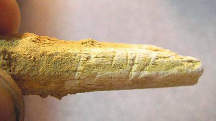 250 Generationen Zweisamkeit in Europa. Präzisere Datierung von Werkzeugen und Knochen von Neandertalern (im Bild ein Armknochen) und Homo sapiens belegen 5000 Jahre Koexistenz.