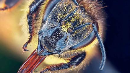 Sammler. Die Fühler sind elektrisch aufgeladen, sie ziehen den Pollen an. Mithilfe der Mundwerkzeuge verstauen die Bienen den Blütenstaub.