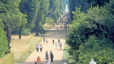 Ein von großen Bäumen gesäumter Hauptweg im Park Sanssouci mit Spaziergängern.