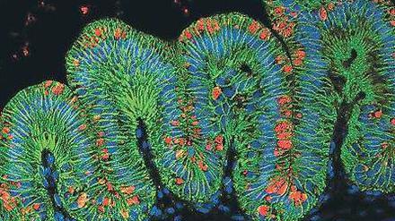 Zerklüftet. Diese mikroskopische Aufnahme zeigt einen Schnitt durch einen aus Stammzellen erzeugten Miniaturmagen. Zur Oberfläche hin (oberer Bereich) bilden die Magenzellen tiefe Taschen, wie sie typisch für Drüsengewebe sind. 