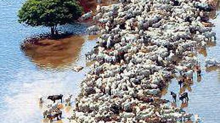 Gefürchtet. El Niño führt in Südamerika regelmäßig zu Überflutungen, wie hier im Jahr 2007 in Bolivien. Bei einer Überschwemmung hat eine Herde Rinder auf einem schmalen Landstreifen Zuflucht gesucht. 