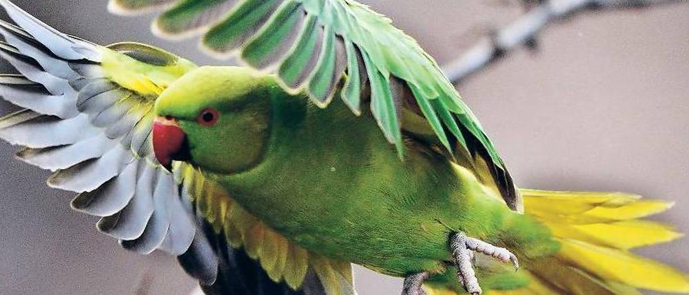 Sprachbegabt. Papageien nutzen für ihren Gesang ähnliche Gennetzwerke wie der Mensch für Sprache. 