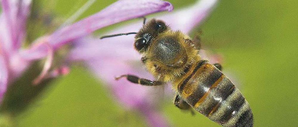 Ergiebige Futterquelle. In warmen Regionen finden Bienen mehr Nahrung und entwickeln sich besser.