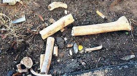 Knochen an der FU. Die Polizei hob mit einem Bagger einen Graben aus, siebte die Erde und schickte die Knochen in sieben Tüten verpackt an die Charité.