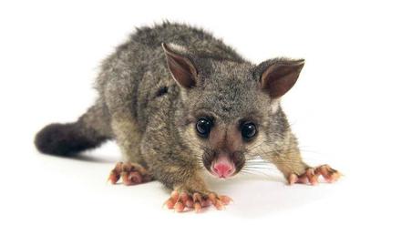 Unerwünscht. Das Possum wurde einst aus Australien importiert, um den Fellhandel anzukurbeln. Heute leben in Neuseeland 30 Millionen dieser Tiere. 
