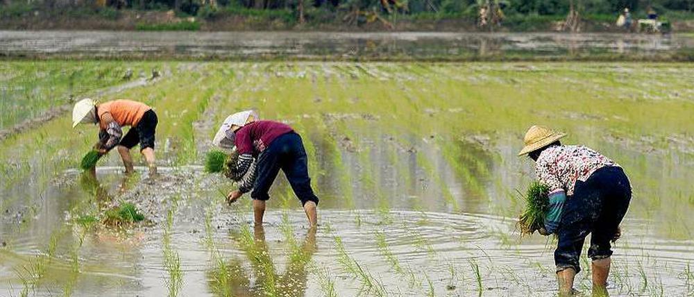 Chinesische Landarbeiter pflanzen auf einem Feld Reis, im Hintergrund ragt eine Front von Hochhäusern auf.