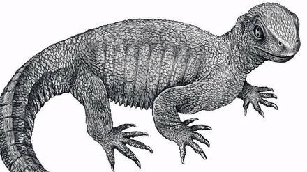 Gestreckt. Die Ur-Schildkröte war rund 20 Zentimeter lang und noch nicht so plump wie heutige Exemplare. Abb.: Rainer Schoch