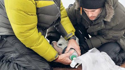 Forscher nehmen Atemprobe bei Eisbären