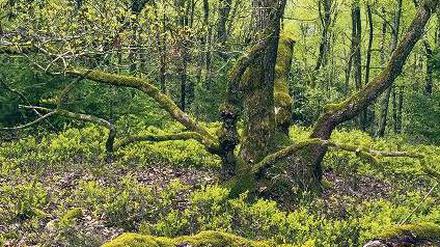 Grüne Wildnis. Ein Eichenbruchwald mit knorrigen und bemoosten Stämmen bei Hellefeld in Nordrhein-Westfalen.