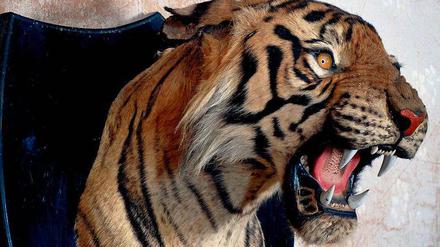 Präparierter Kopf eines Tigers, der auf ein Holzbrett montiert ist.