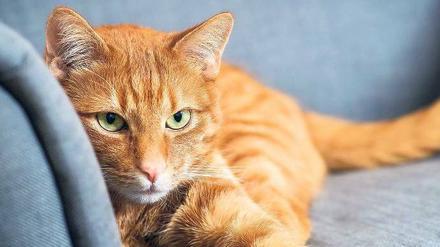 Staubfänger. Katzen und andere Haustiere tragen zur Mikrobenvielfalt im Hausstaub bei.