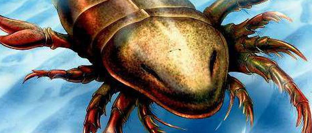 Vor 460 Millionen Jahren lebten mannsgroße Skorpione im Meer.