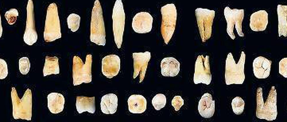 Zahn der Zeit. Aus diesen Fossilien schließen die Forscher, dass Homo sapiens bereits vor 80 000 Jahren China erreicht hatte. 