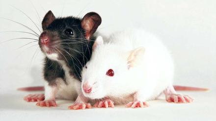 Dick und doof. Fettleibige Ratten schneiden bei Lerntests schlechter ab.
