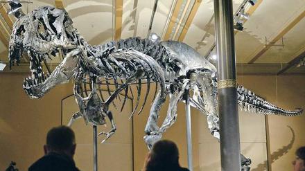 Auferstanden. Das Tyrannosaurus-Fossil im Museum für Naturkunde ist das einzige in Europa ausgestellte und kann von heute an bewundert werden. 