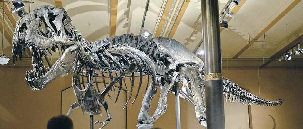 Auferstanden. Das Tyrannosaurus-Fossil im Museum für Naturkunde ist das einzige in Europa ausgestellte und kann von heute an bewundert werden. 