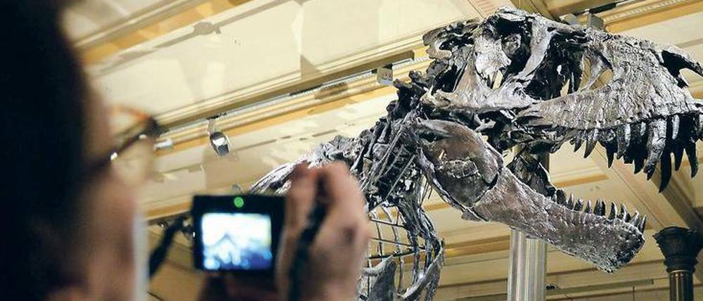 Kopf eines T. rex-Skeletts