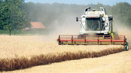Schwache Ernte. Hitzeperioden verringern die Getreideproduktion um rund zehn Prozent. Hoch entwickelte Agrarstaaten sind dabei stärker betroffen als Länder mit kleinteiliger Landwirtschaft.