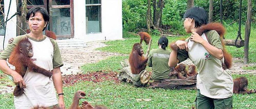 Zwei junge Frauen mit Orang-Utan-Babys auf dem Arm stehen vor Schubkarren, in denen weitere kleine Orang-Utans sitzen.