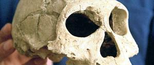 Zahn der Zeit. Als Steinzeitmenschen vor 3,3 Millionen Jahren begannen, Steinwerkzeuge zu benutzen, hatte das Folgen fürs Gebiss. Menschen mit großen Gehirnen und kleinen Zähnen konnten überleben, weil sie ihre Nahrung zerkleinern konnten. 