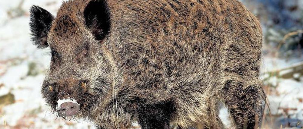 Nebenwirkung. Wenn Wildschweine im Winter Hirschtrüffel fressen, ist ihr Fleisch – und damit der Braten – verstrahlt.