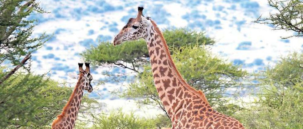Extreme der Evolution. Für den Körperbau der Giraffen mussten sich mehrere Eigenschaften gleichzeitig ändern. 