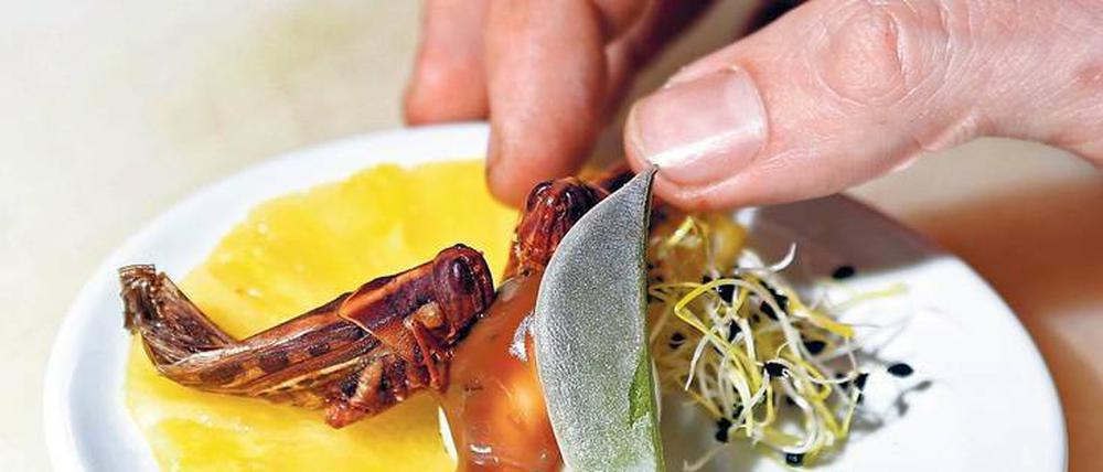 Insekten als Nahrungsmittel: Grillen und Maden statt Rind- und ... Insekten als Nahrungsmittel: Grillen und Maden statt Rind- und ...