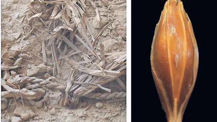 Altes Korn. Aufgrund extremer Trockenheit blieben Pflanzenreste in der Yoram-Höhle erstaunlich gut erhalten. Dazu gehört unter anderem dieses Gerstenkorn.
