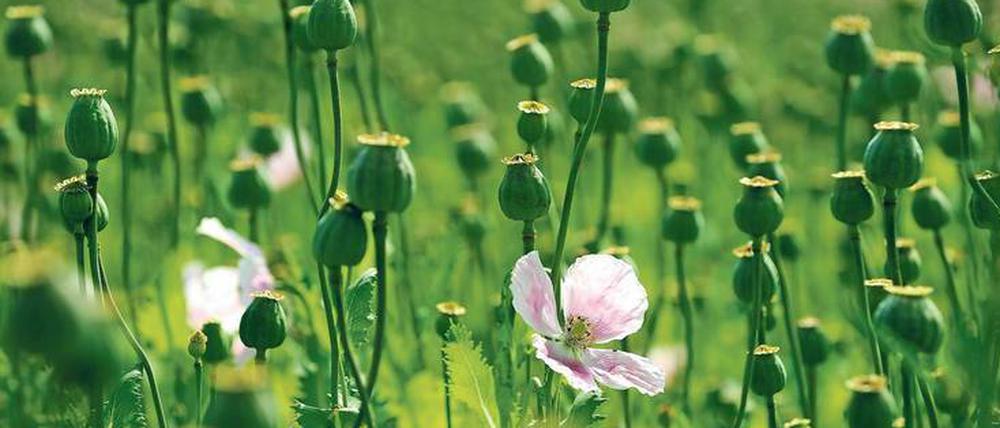 Roher Stoff. Aus den Samenkapseln des Schlafmohns wird Opium gewonnen – Rohstoff für Opioide, die zur Schmerzbehandlung eingesetzt werden. 