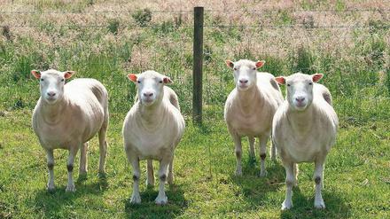 Quartett. Diese vier Tiere sind Kopien des berühmten Schafs „Dolly“, das vor 20 Jahren geboren wurde. Ihnen geht es genauso gut wie gewöhnlichen Schafen. 