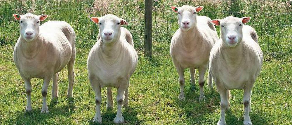 Quartett. Diese vier Tiere sind Kopien des berühmten Schafs „Dolly“, das vor 20 Jahren geboren wurde. Ihnen geht es genauso gut wie gewöhnlichen Schafen. 