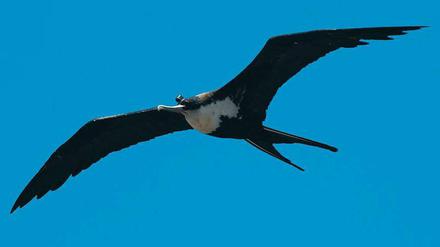 Großer Vogel. Fregattvögel erreichen bis zu zwei Meter Flügelspannweite. 