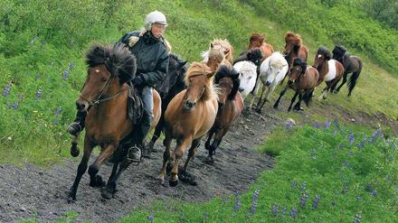 Schongang. Der Tölt der Islandpferde ist beinahe erschütterungsfrei für Reiter. Selbst in unwegsamem Gelände können sie lange bequem im Sattel sitzen.