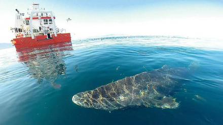 Seltener Anblick. Grönlandhaie kommen meist nur im Winter zur Oberfläche. Dieser Hai durfte nach einer Untersuchung an Bord des Forschungsschiffs Sanna ins Meer zurück.