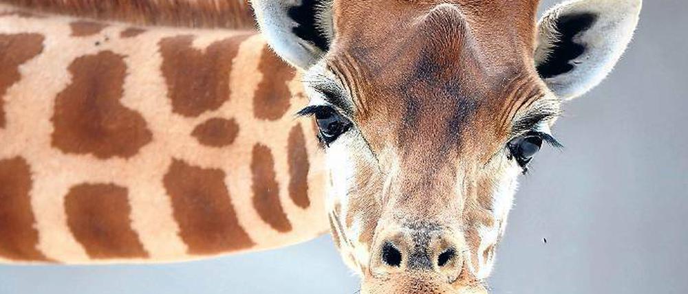 Bedroht. Von mancher Giraffenart gibt es nur noch 5000 Exemplare. 