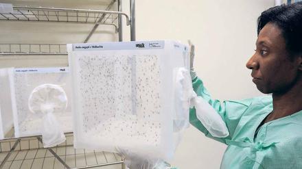 Kleine Helfer. Für die Versuche in Brasilien werden die Mücken in einem Labor vor Ort gezüchtet.