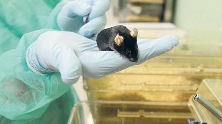 Die Zahl der Tierversuche insgesamt soll sinken - die Forschung mit genetisch veränderten Tieren, meist Mäusen, dagegen steigt.