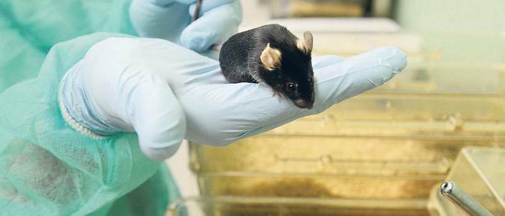 Die Zahl der Tierversuche insgesamt soll sinken - die Forschung mit genetisch veränderten Tieren, meist Mäusen, dagegen steigt.