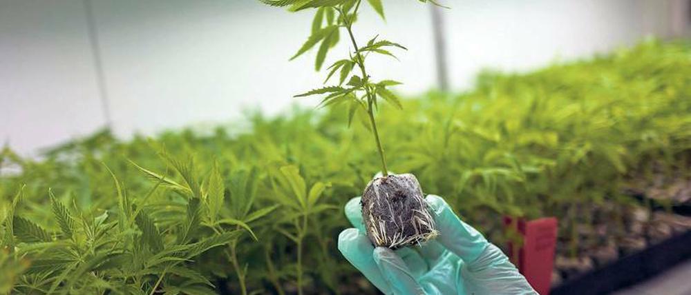 Kräutermedizin der anderen Art. Ein Mann hält in einem Gewächshaus bei Safed im Norden von Israel eine Hanfpflanze. Hier wird Cannabis für medizinische Zwecke produziert.