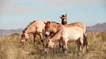 Urtier: Przewalski-Wildpferde beim Grasen in der Mongolei.