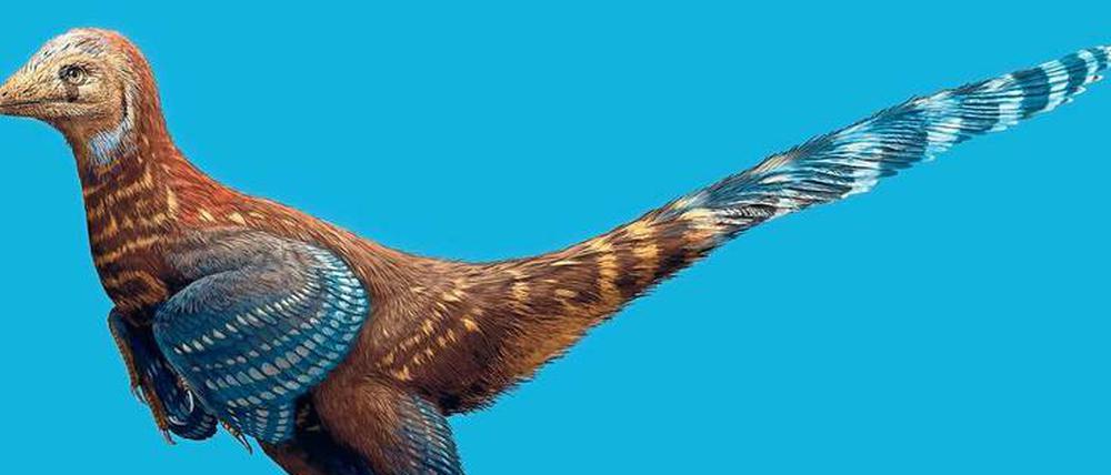 Der Fund eines urzeitlichen Dinosaurierfossils mit Federn (im Bild eine Rekonstruktion) zeigt, dass es das Gefieder heutiger Vögel schon zur Kreidezeit gab.
