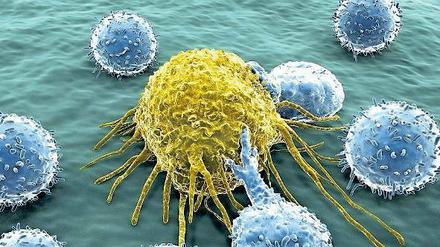 Die Crispr-Genschere kann Immunzellen (blau) so verändern, dass sie Krebszellen (gelb) besser angreifen können. 