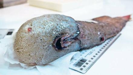 Augenlos. Der „Fisch ohne Gesicht“ wurde in 4000 Meter Tiefe entdeckt. 