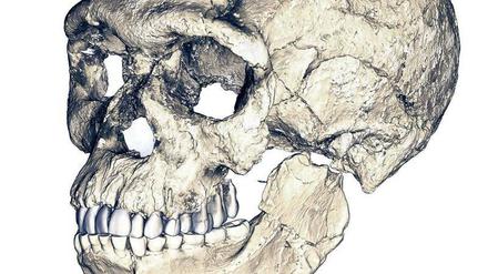 Kopfzerbrechen. Der Fund 300 000 Jahre alter Menschenknochen in Marokko gibt Anthropologen Rätsel auf. 